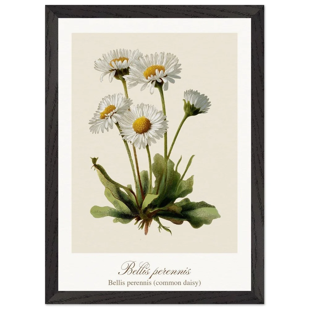 Bellis perennis (framed)