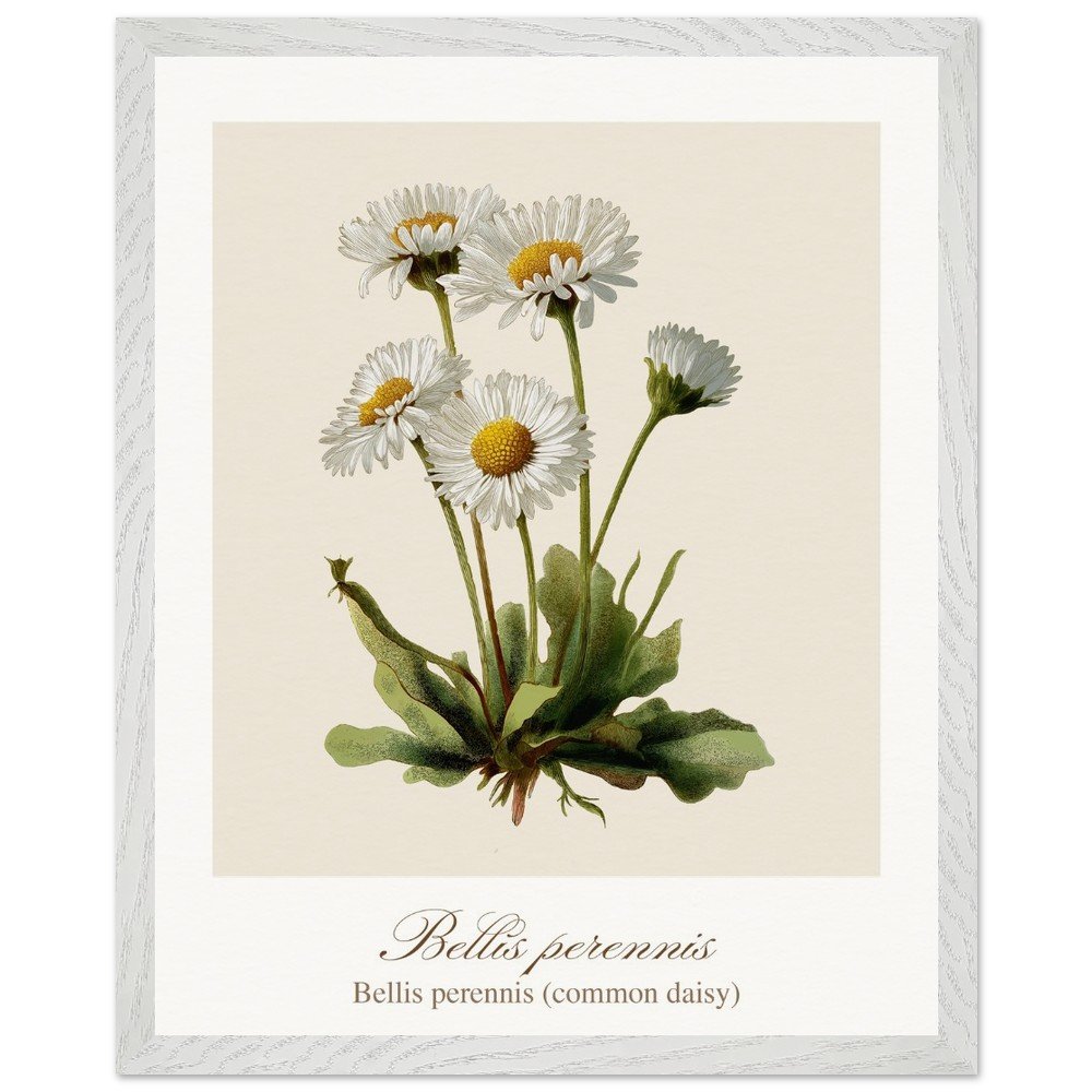 Bellis perennis (framed)
