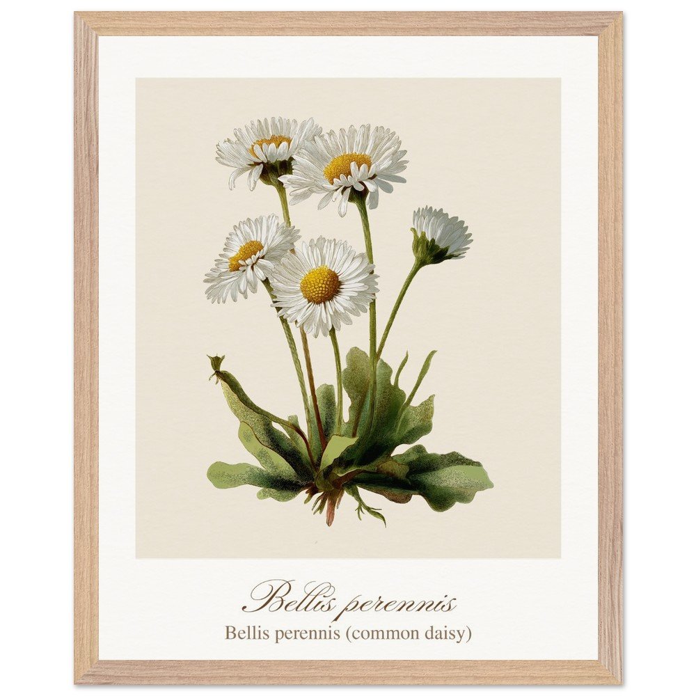 Bellis perennis (framed)