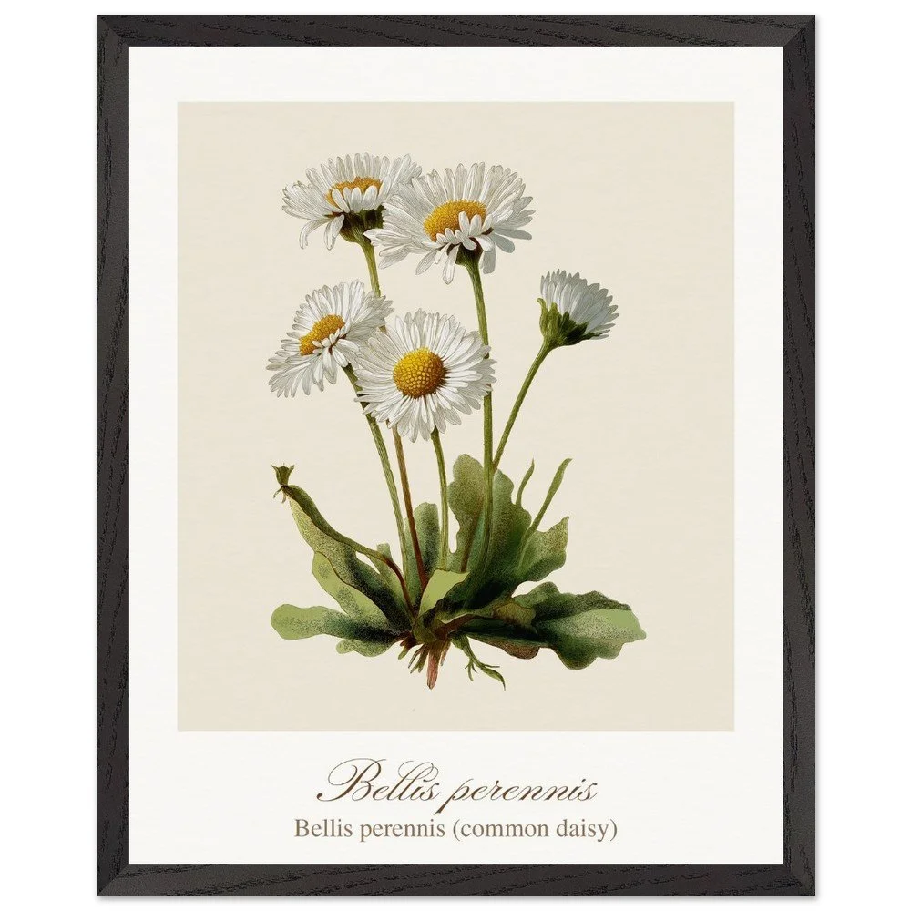 Bellis perennis (framed)