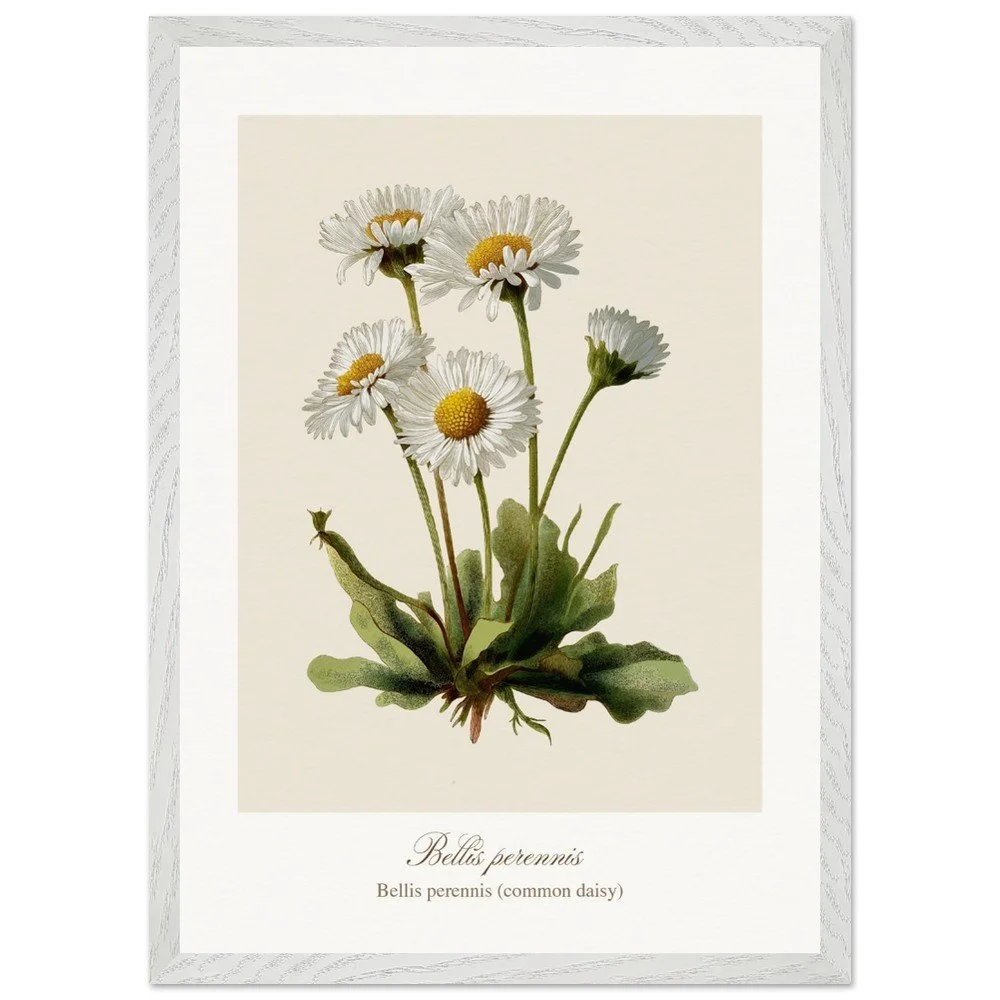 Bellis perennis (framed)