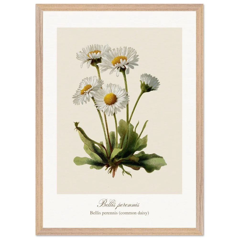 Bellis perennis (framed)