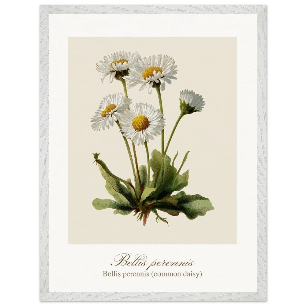 Bellis perennis (framed)