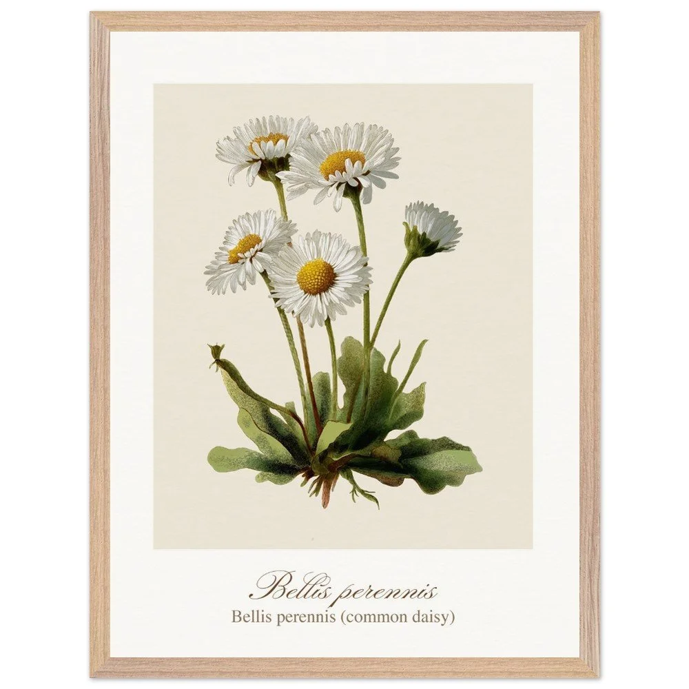 Bellis perennis (framed)