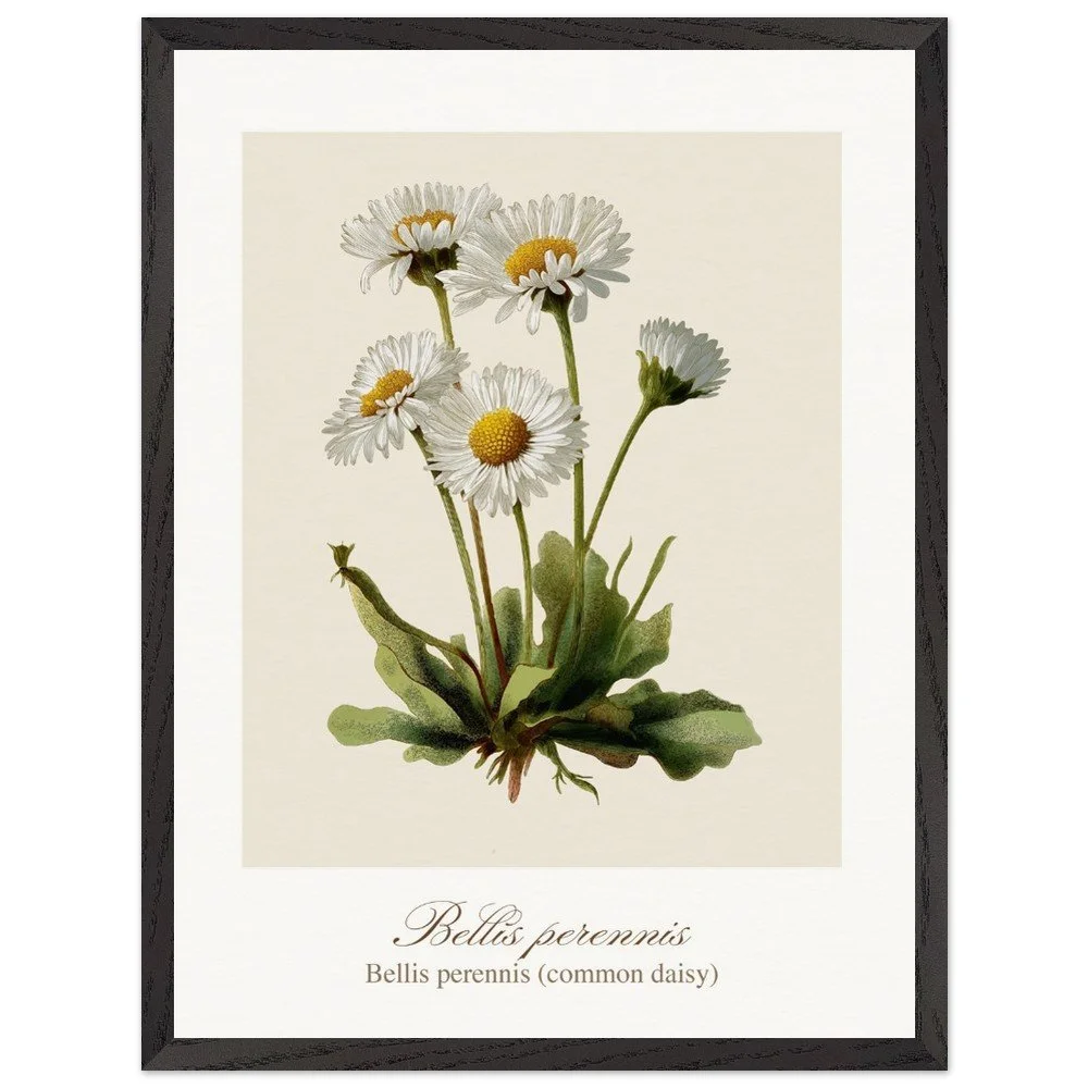 Bellis perennis (framed)
