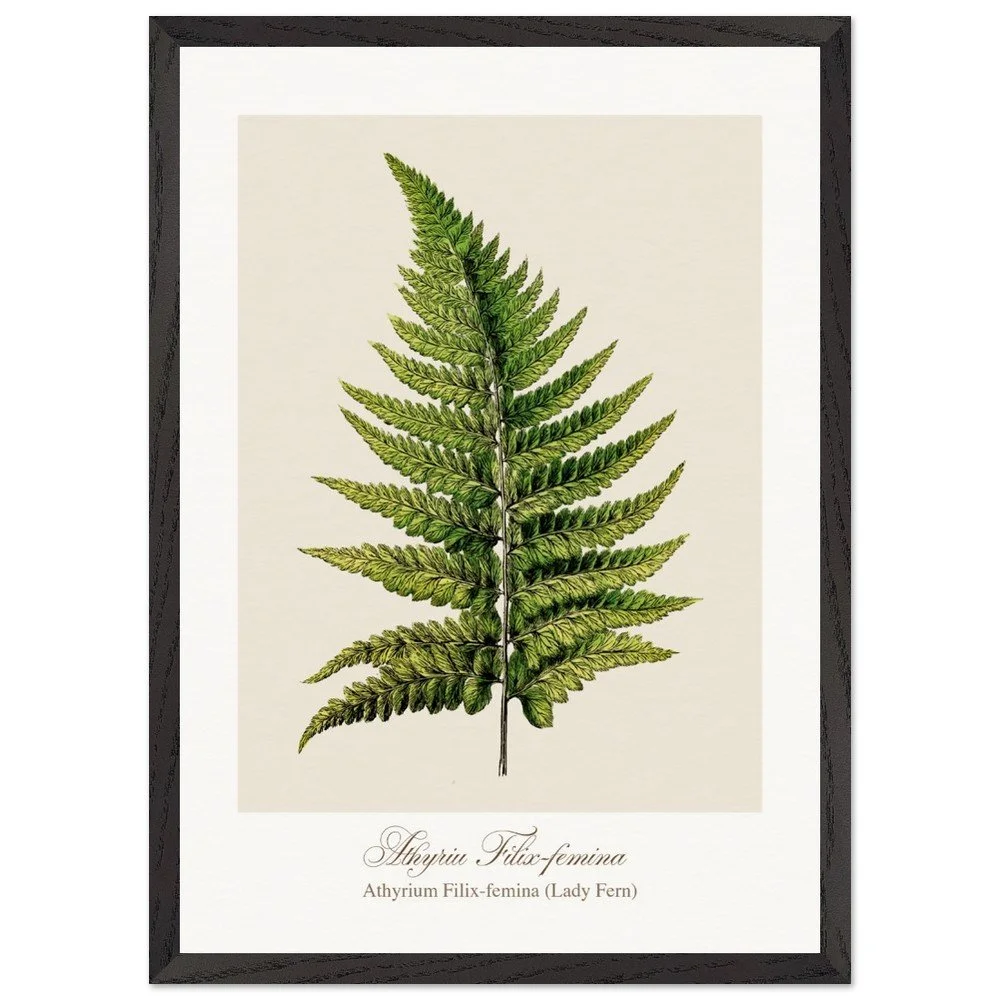 Athyrium Filix-femina (framed)