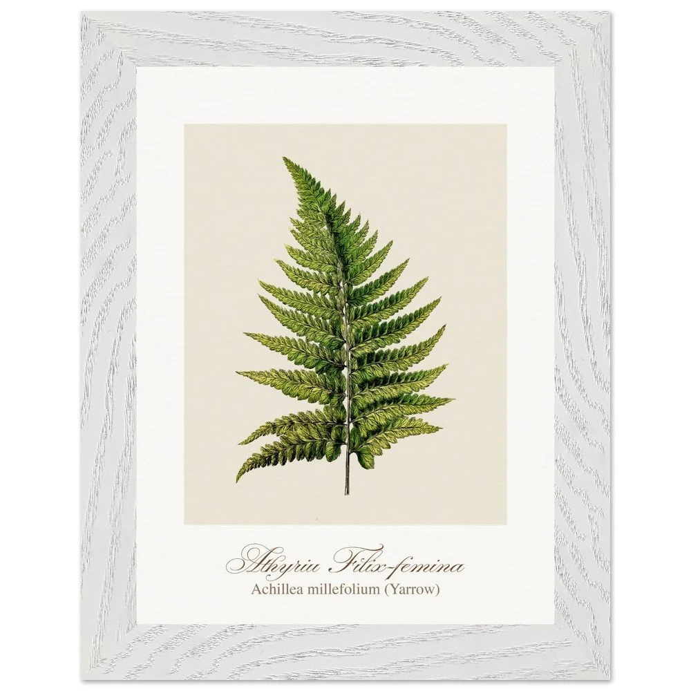 Athyrium Filix-femina (framed)