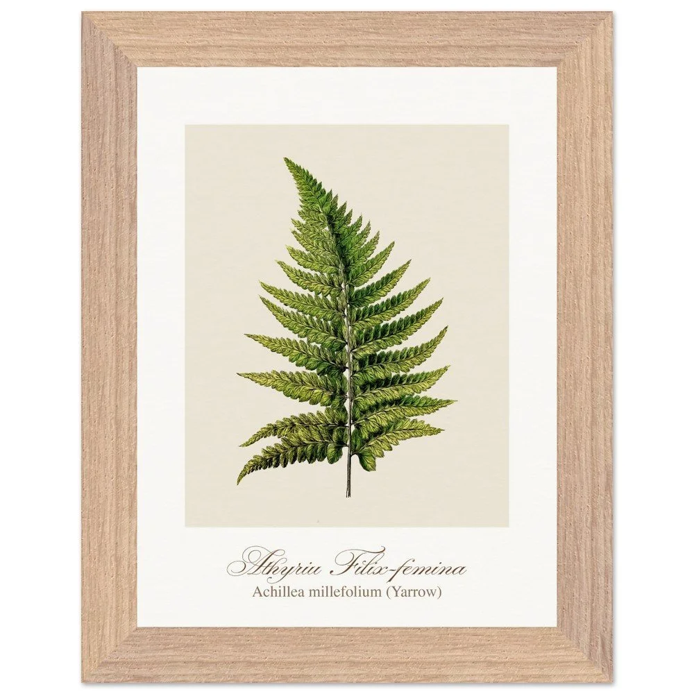 Athyrium Filix-femina (framed)
