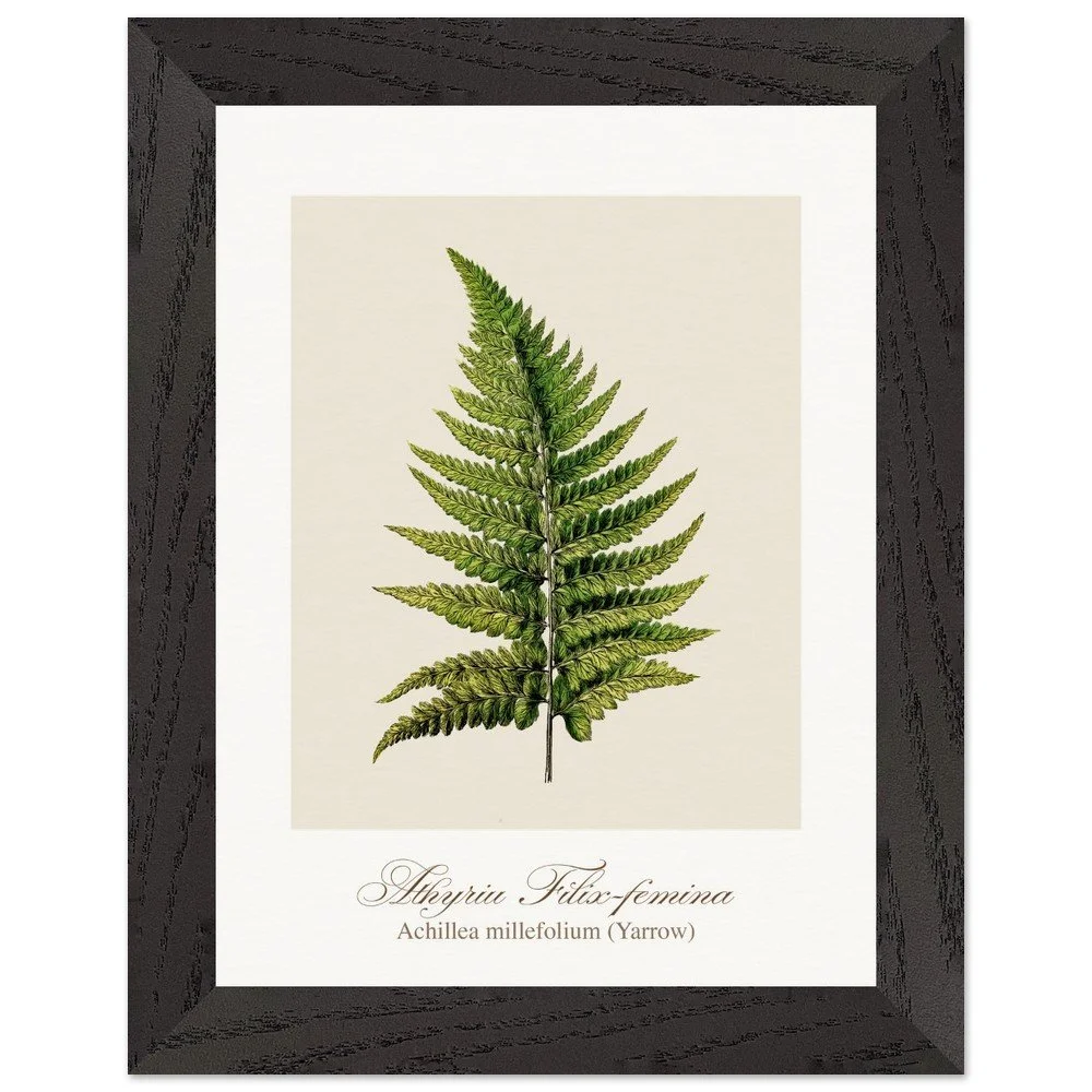 Athyrium Filix-femina (framed)