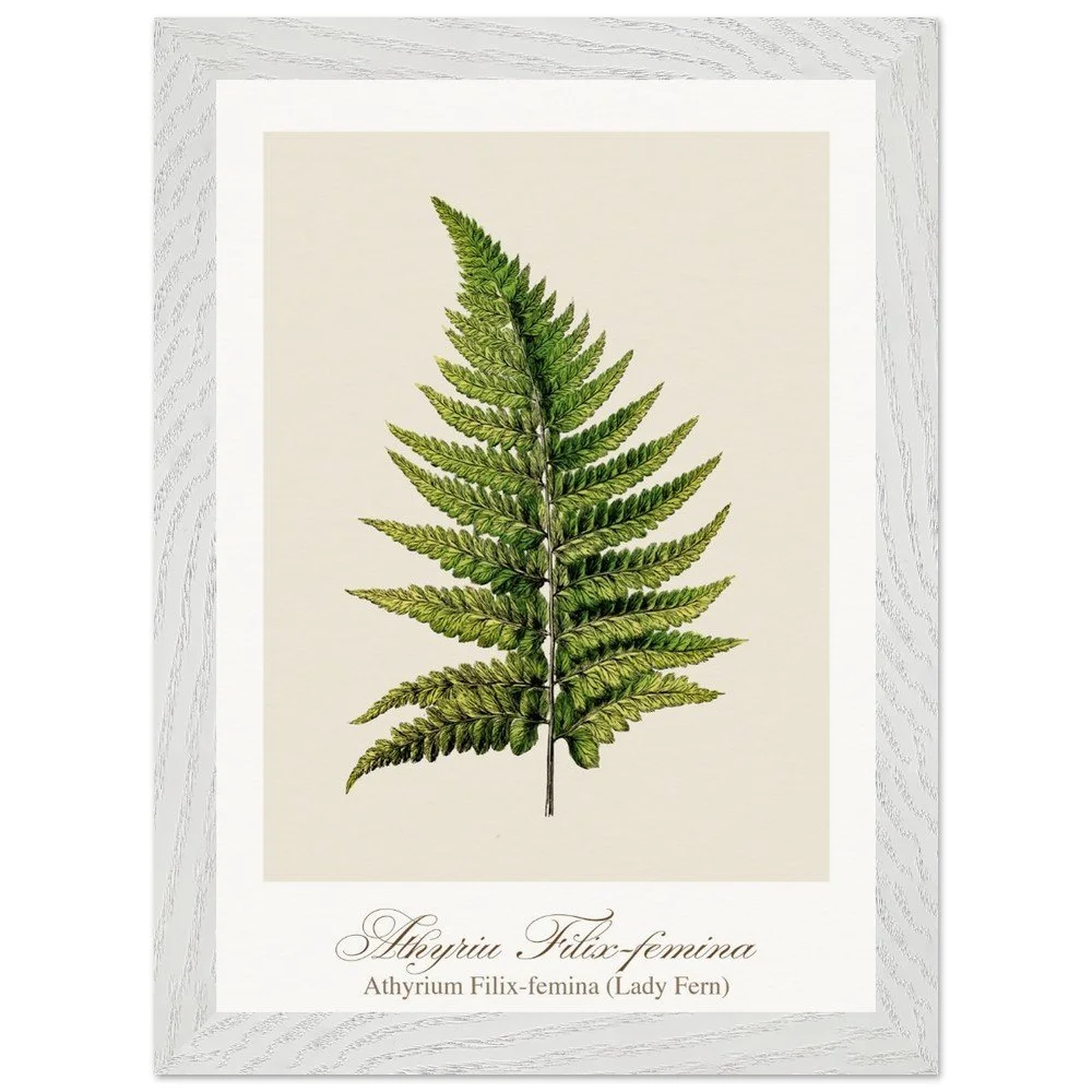 Athyrium Filix-femina (framed)
