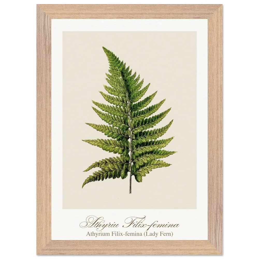 Athyrium Filix-femina (framed)