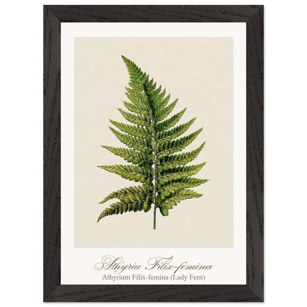 Athyrium Filix-femina (framed)