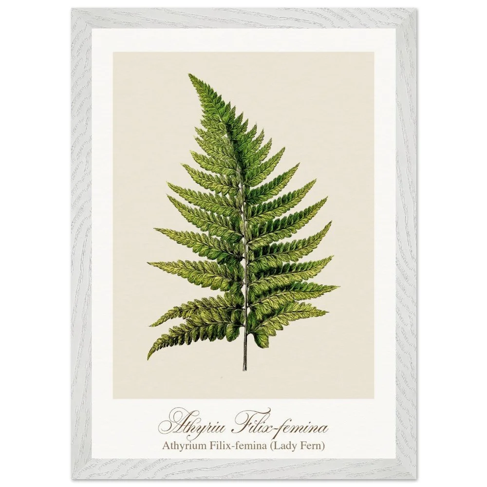 Athyrium Filix-femina (framed)