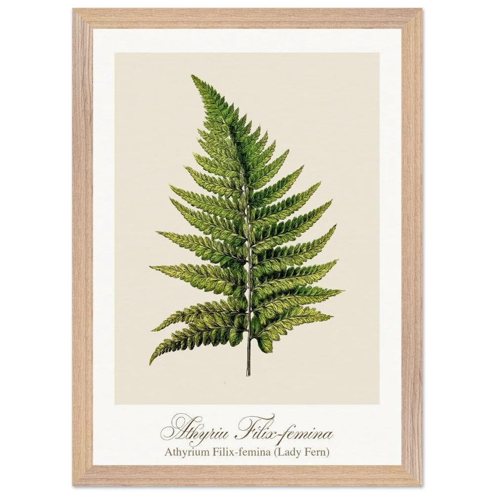 Athyrium Filix-femina (framed)