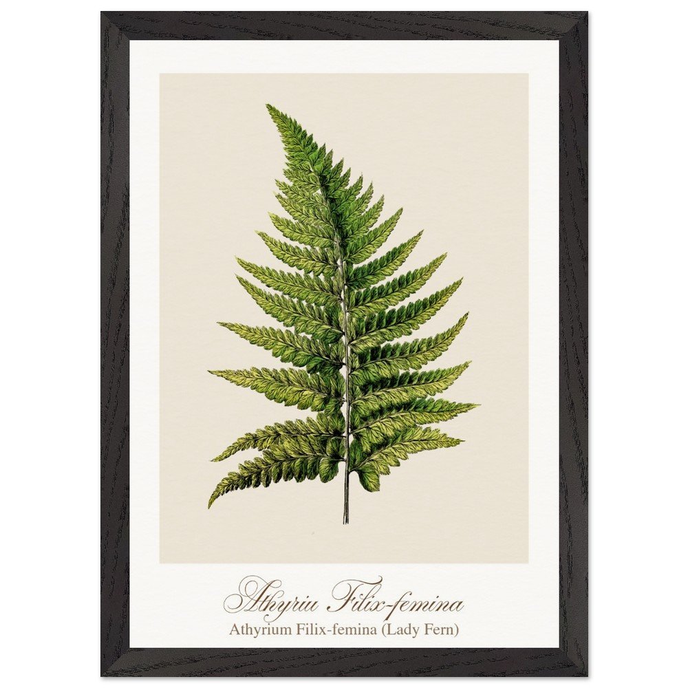 Athyrium Filix-femina (framed)