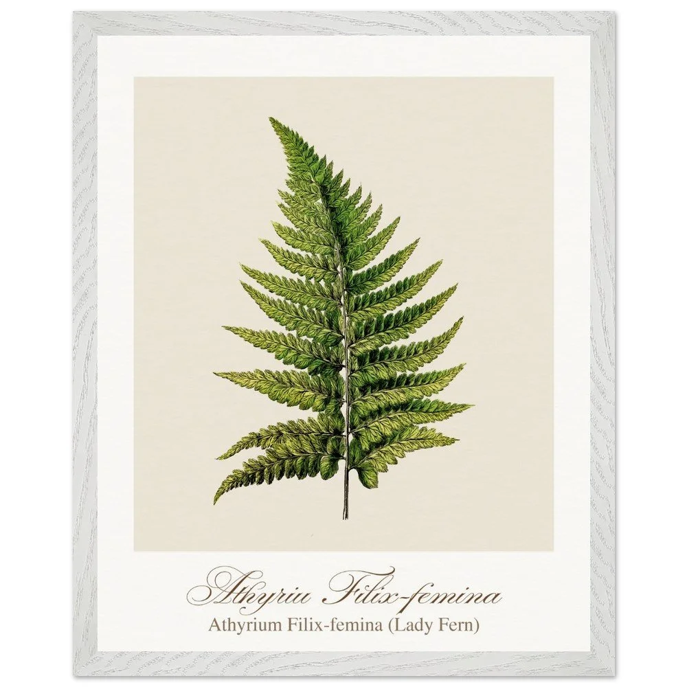 Athyrium Filix-femina (framed)
