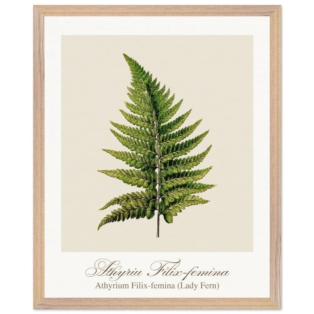 Athyrium Filix-femina (framed)