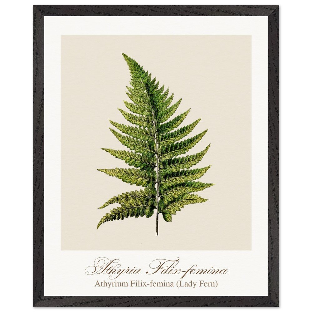 Athyrium Filix-femina (framed)