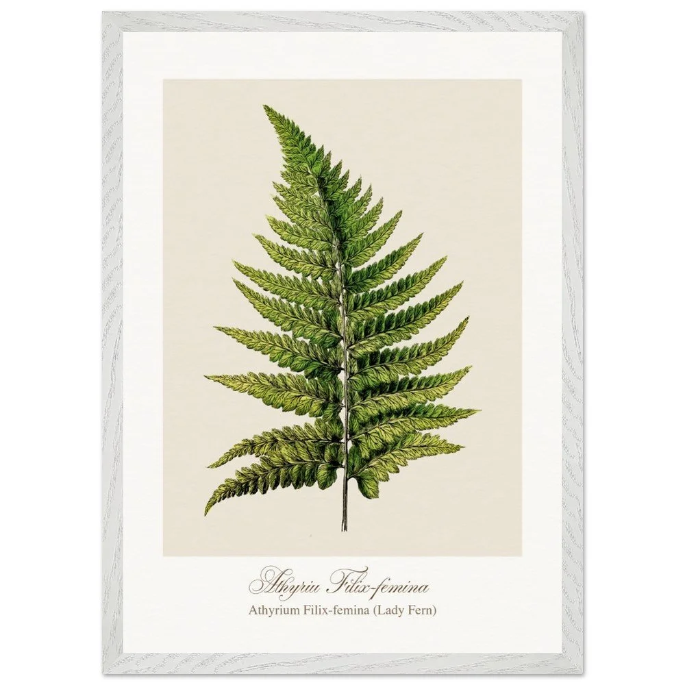 Athyrium Filix-femina (framed)
