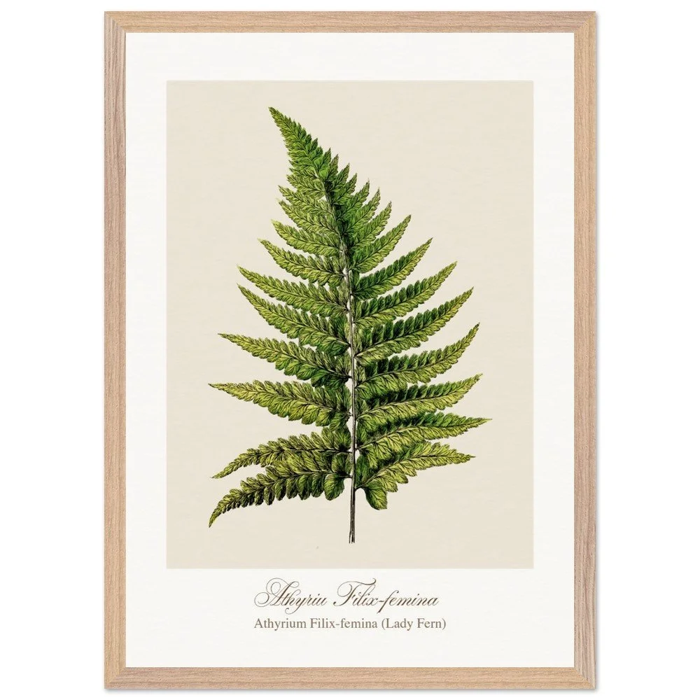 Athyrium Filix-femina (framed)