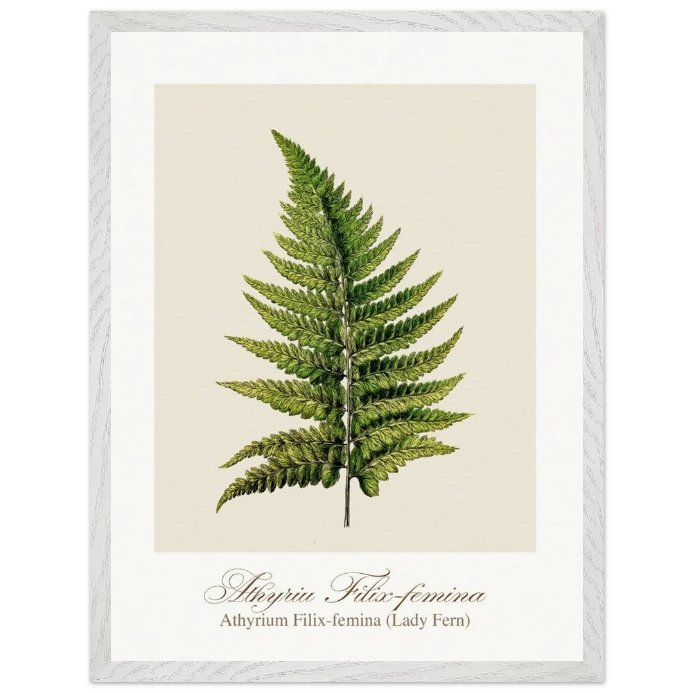 Athyrium Filix-femina (framed)