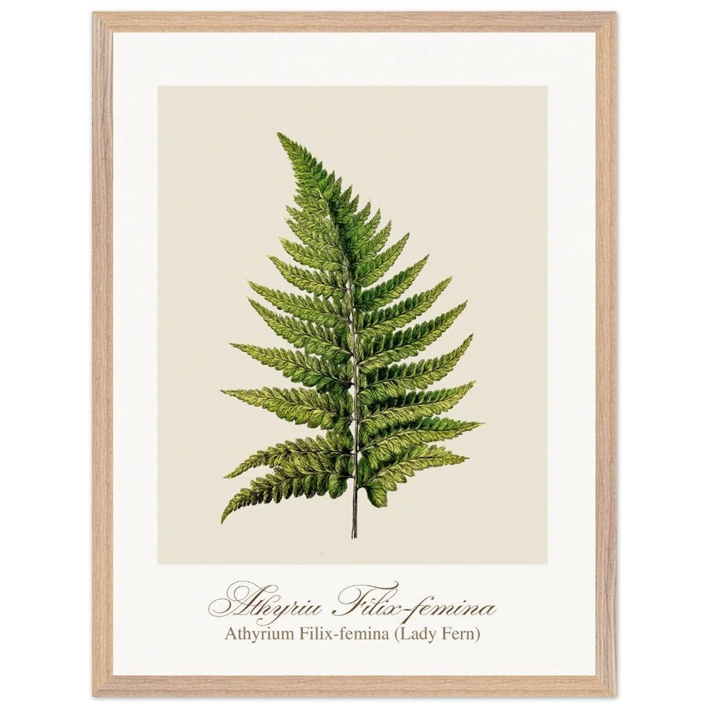 Athyrium Filix-femina (framed)
