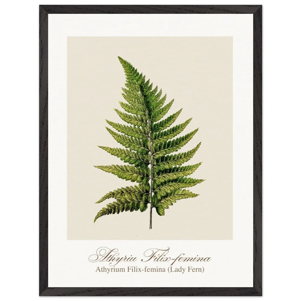 Athyrium Filix-femina (framed)