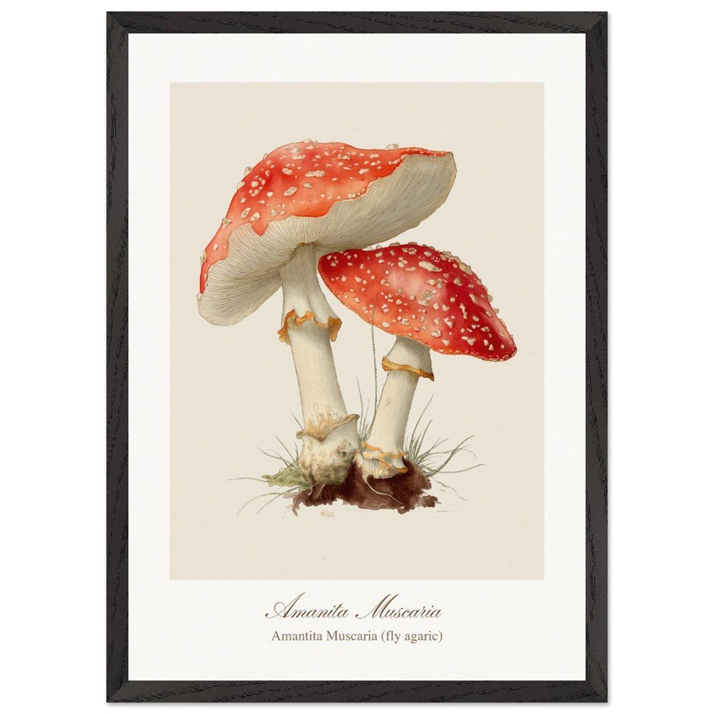 Amantita muscaria (framed)