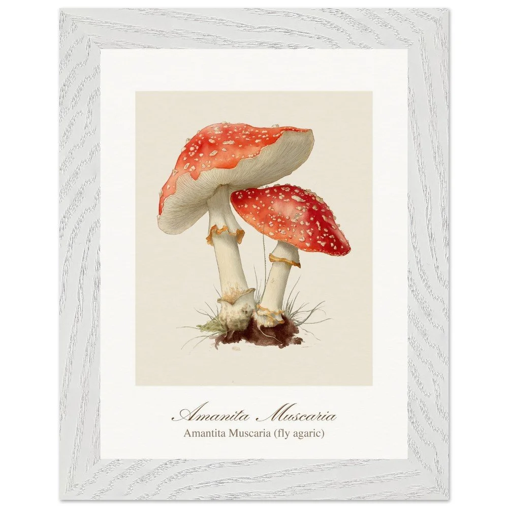 Amantita muscaria (framed)