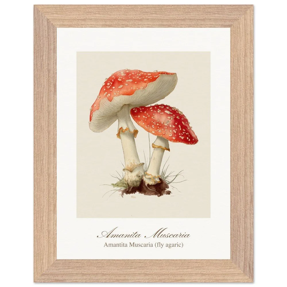 Amantita muscaria (framed)