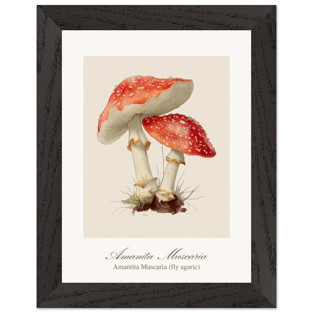 Amantita muscaria (framed)