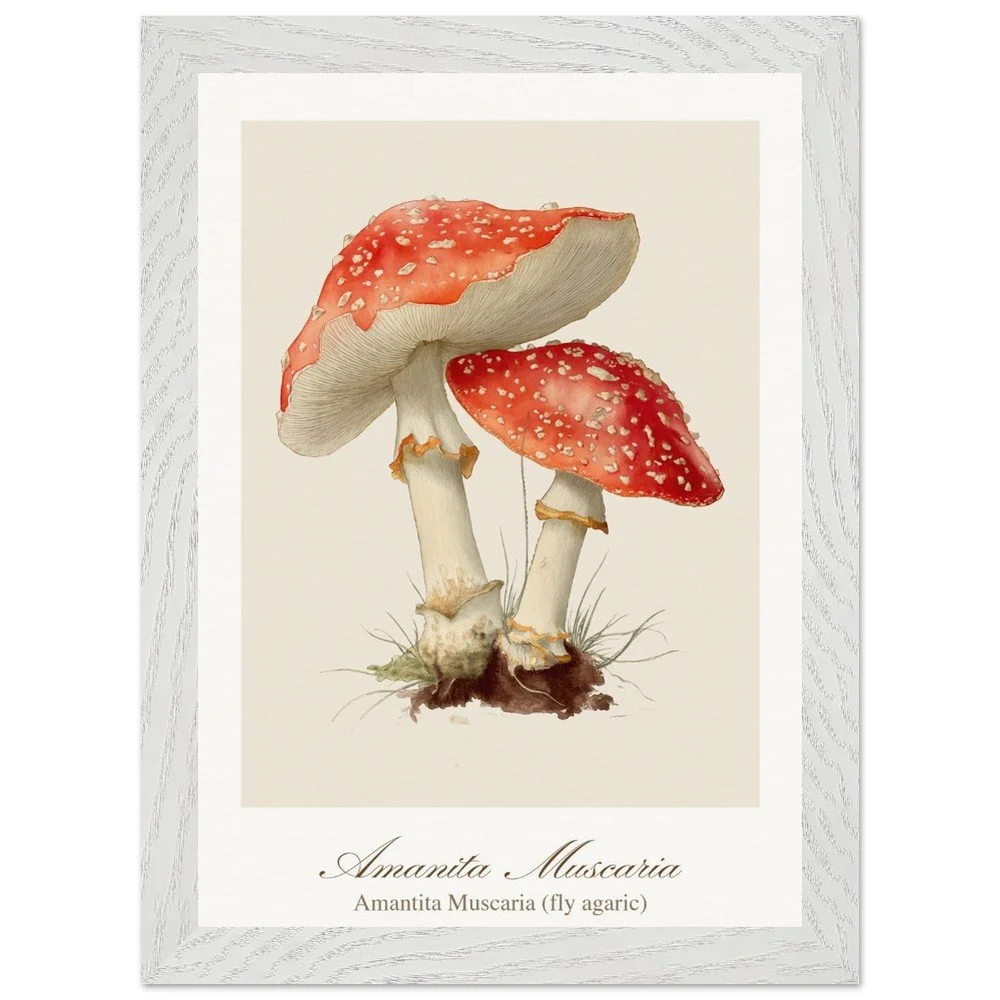 Amantita muscaria (framed)