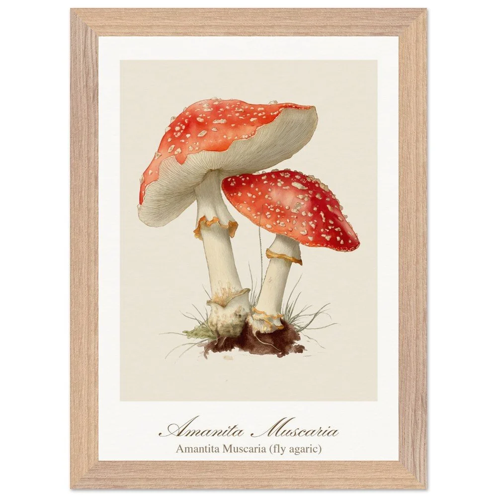 Amantita muscaria (framed)