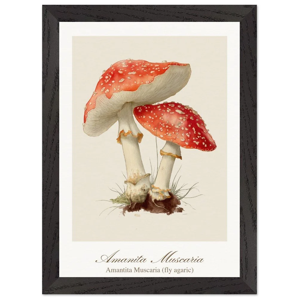 Amantita muscaria (framed)