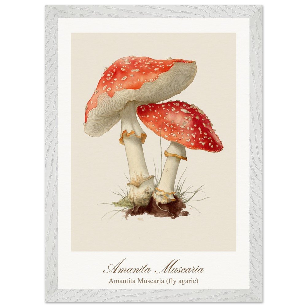 Amantita muscaria (framed)