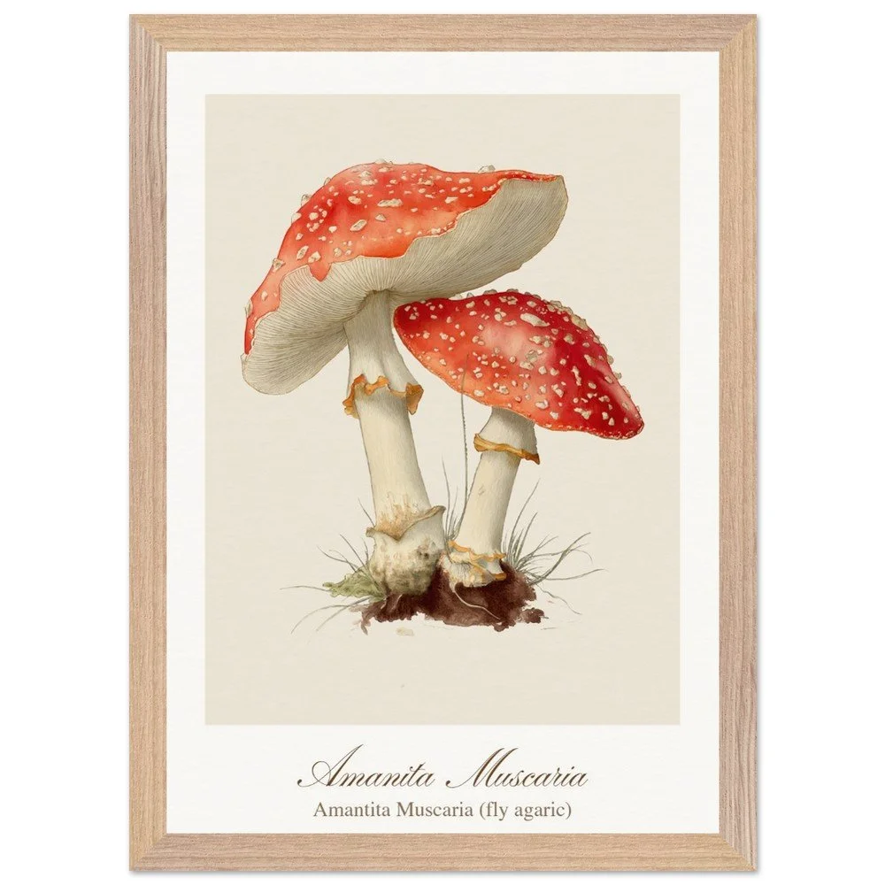 Amantita muscaria (framed)