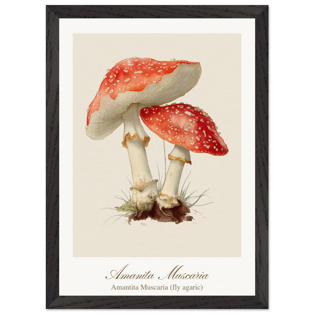 Amantita muscaria (framed)