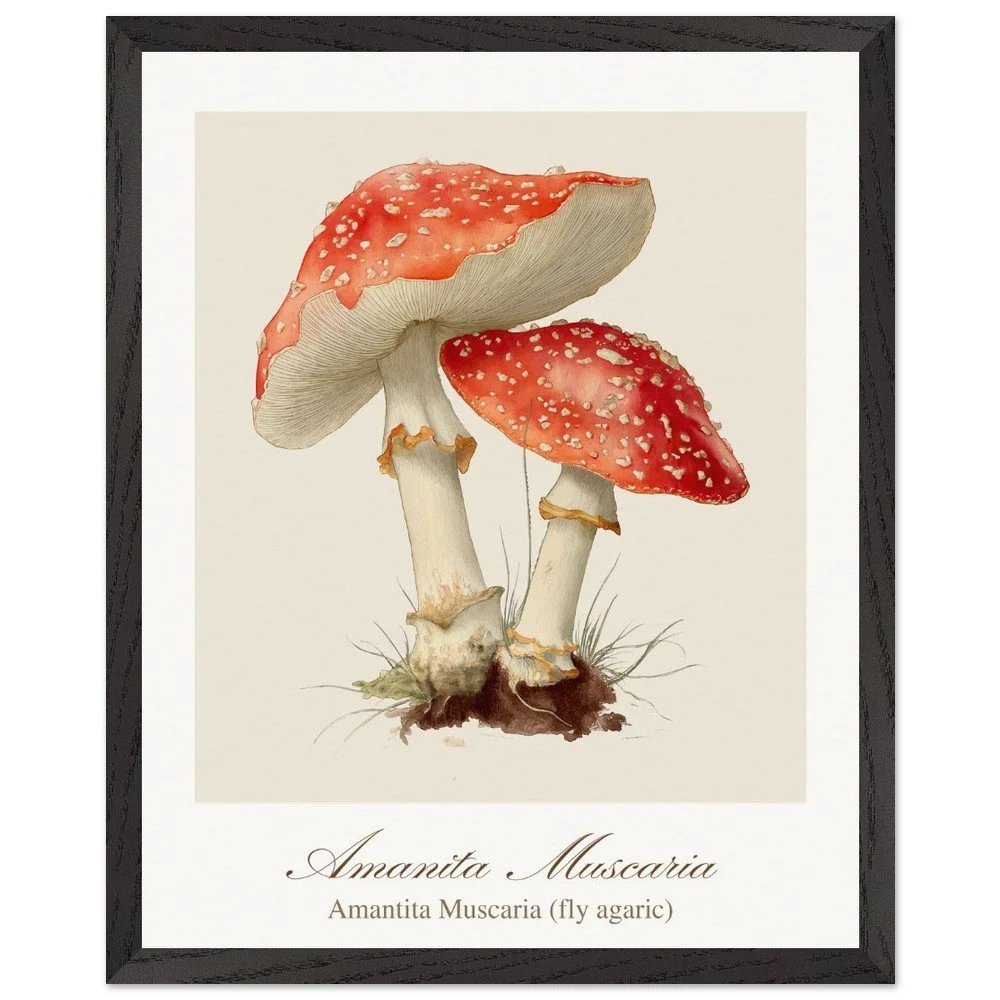 Amantita muscaria (framed)