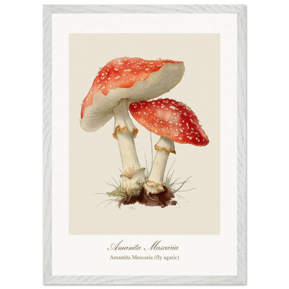 Amantita muscaria (framed)