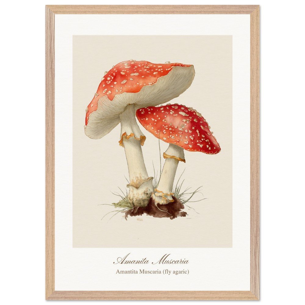 Amantita muscaria (framed)