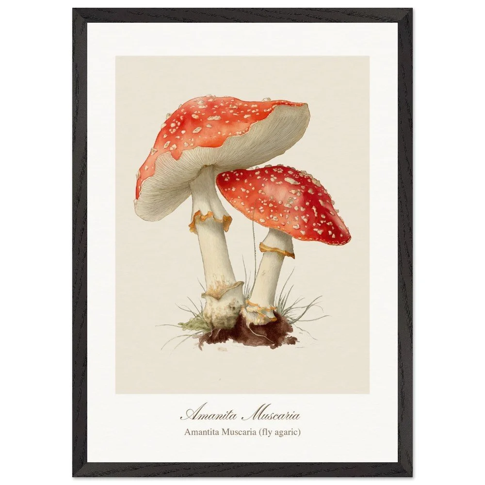 Amantita muscaria (framed)