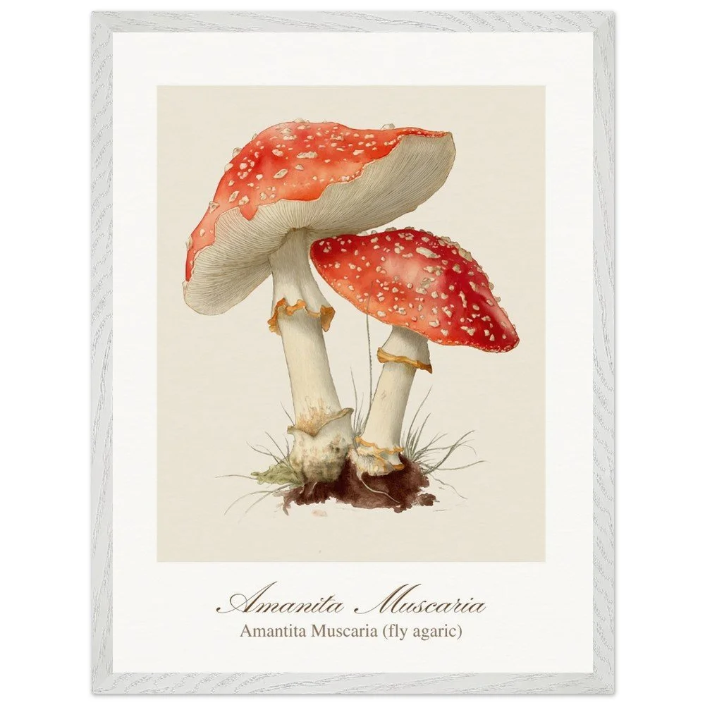 Amantita muscaria (framed)