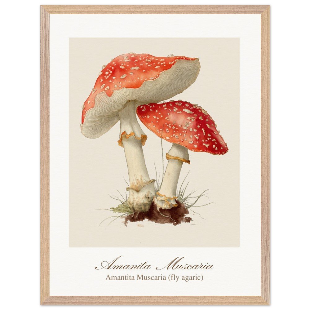Amantita muscaria (framed)