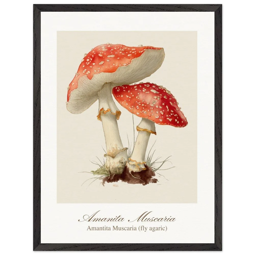 Amantita muscaria (framed)