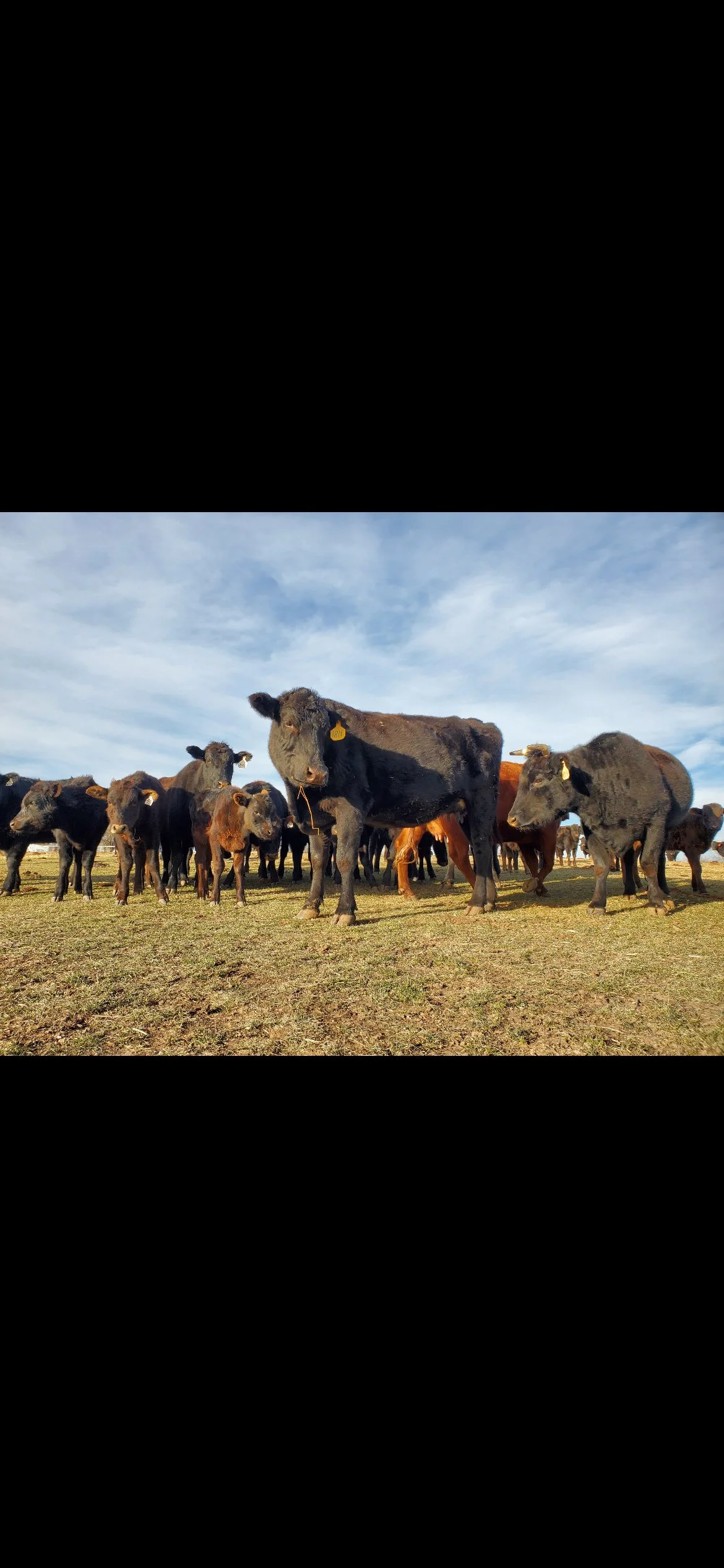Group of cows standing on a grassy field under a blue sky with wispy clouds.