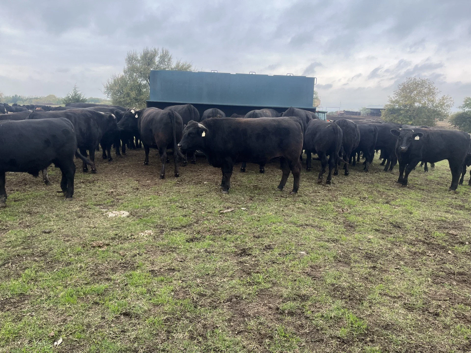 A herd of black cattle standing on a grassy field with a cloudy sky overhead.