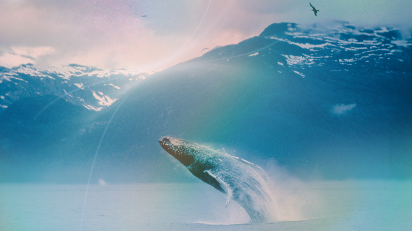 A humpback whale breaching the ocean surface with snow-capped mountains in the background.