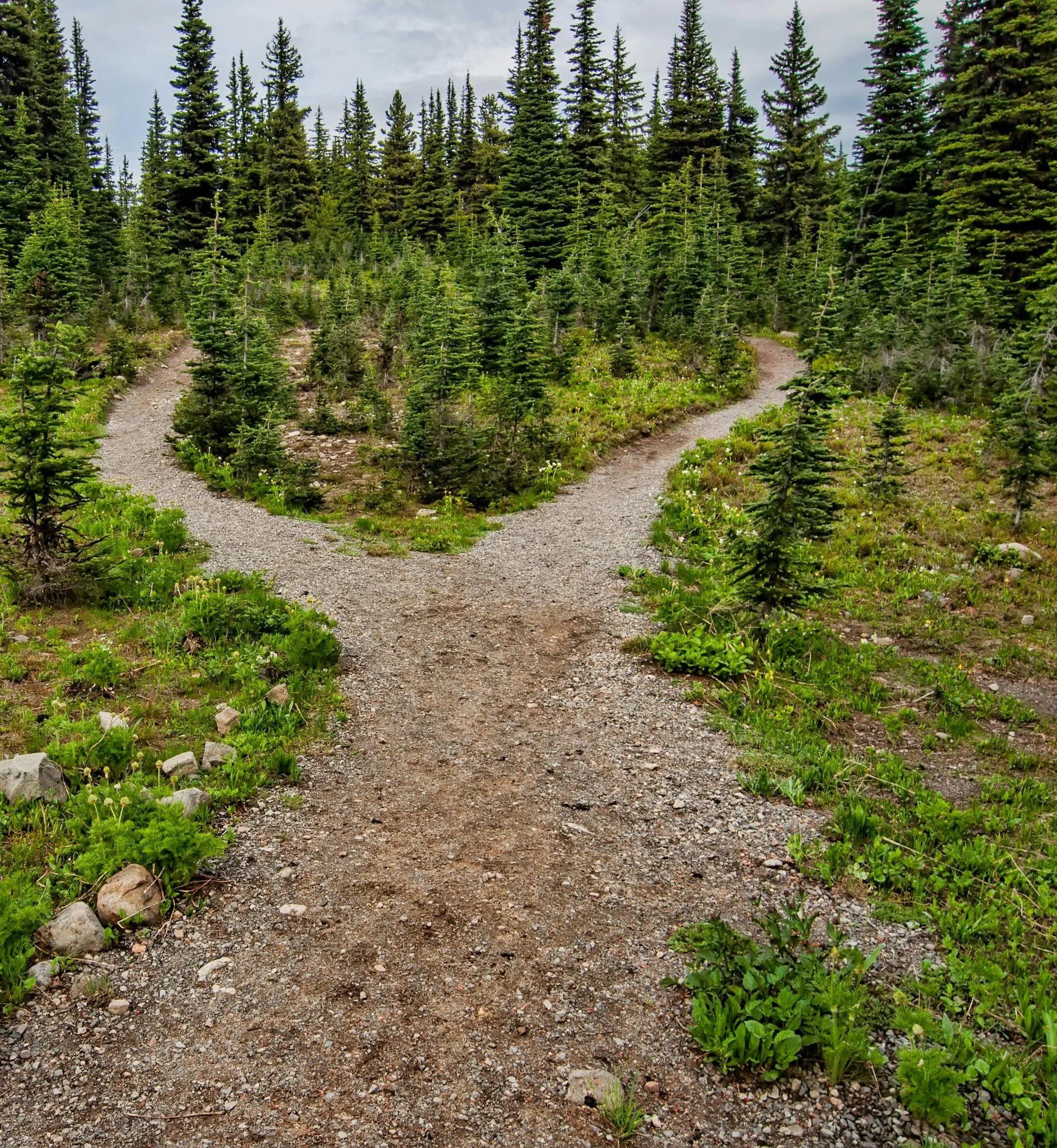 A dirt trail splits into two paths in a green forest with tall pine trees.