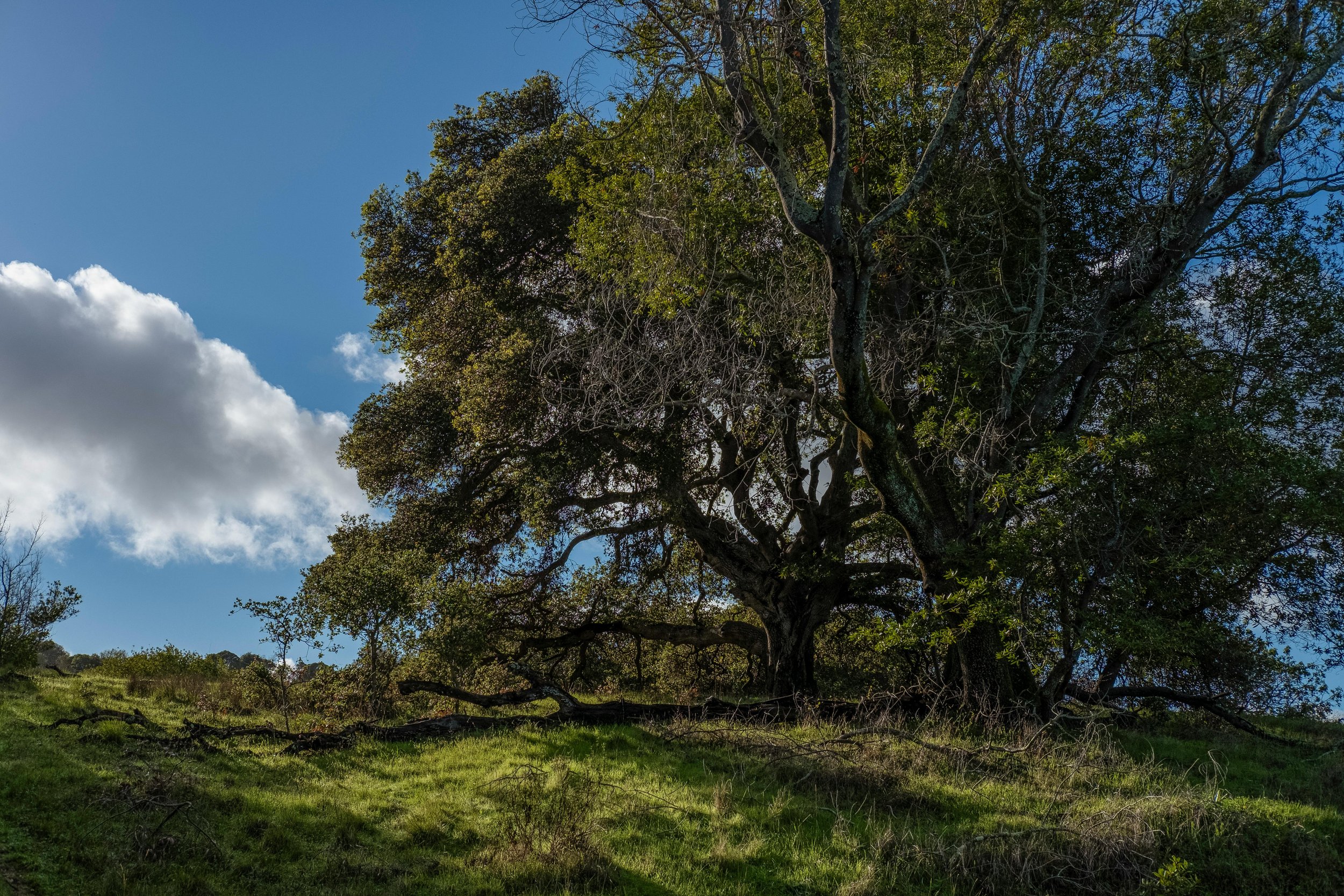 Large tree with sprawling branches on a grassy hillside under a partly cloudy blue sky.