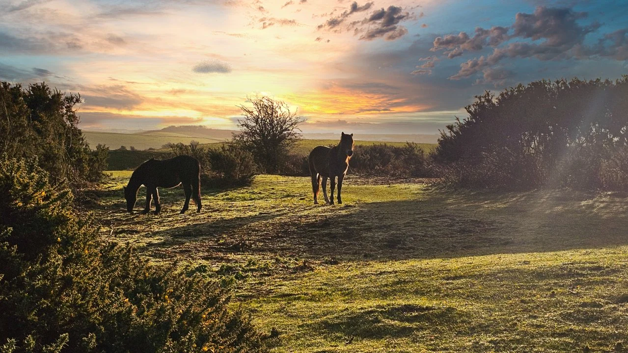 Cissbury Ring Ponies